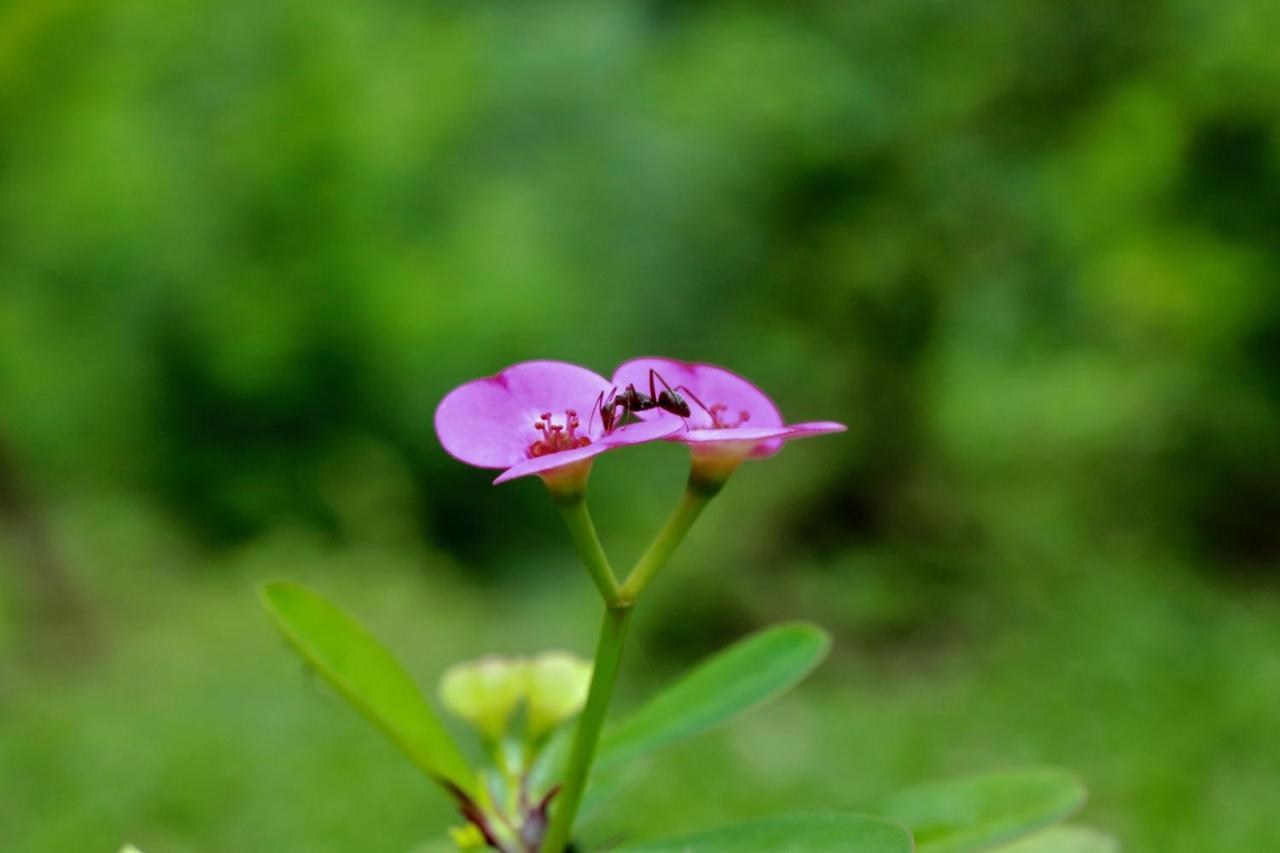 Paradise Eco Garden Kitulgala Exterior photo